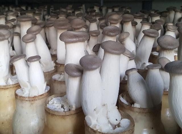 큰 느타리버섯 2호 품종이 대부분인 국내 새송이버섯 재배 모습. 경남도농기원 제공