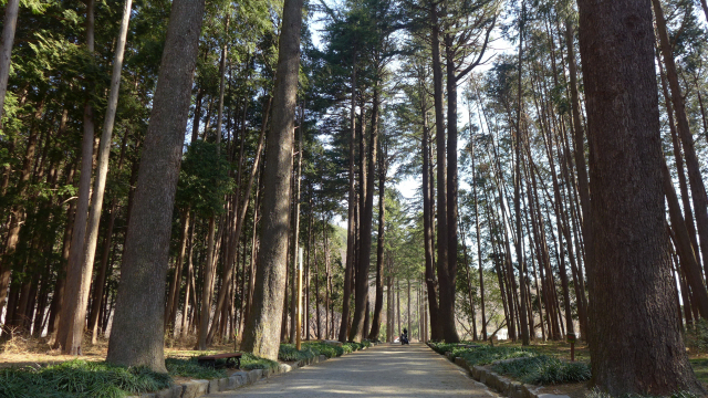 경남 양산 법기수원지의 개잎갈나무 길.