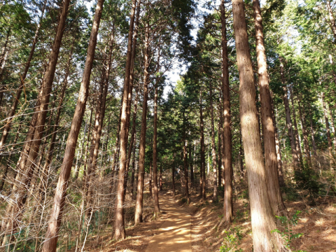 미래사 앞 연못의 돌다리와 미래사에서 전망대로 올라가는 편백나무 오솔길.
