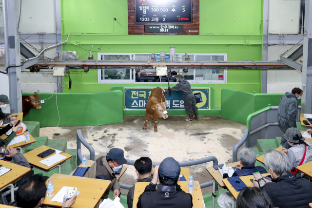 스마트 한우 경매 시스템은 합천 한우 경매시장이 열리는 매주 목요일 10시부터 14시까지 온라인(WWW.한우 경매. kr)으로 접속해 우수한 소를 쉽게 사고팔 수 있다. 합천군 제공