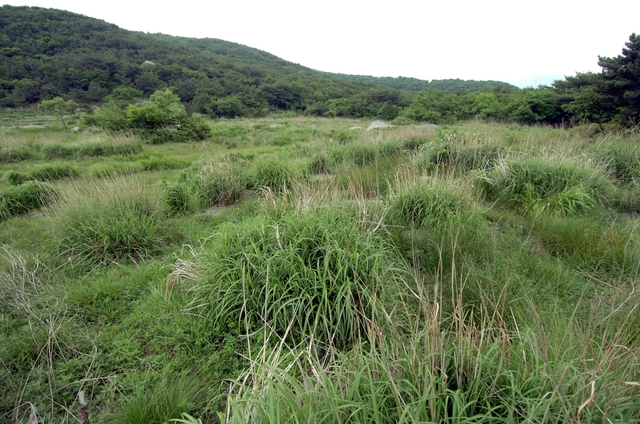 부산 금정산 북문 습지. 부산일보DB