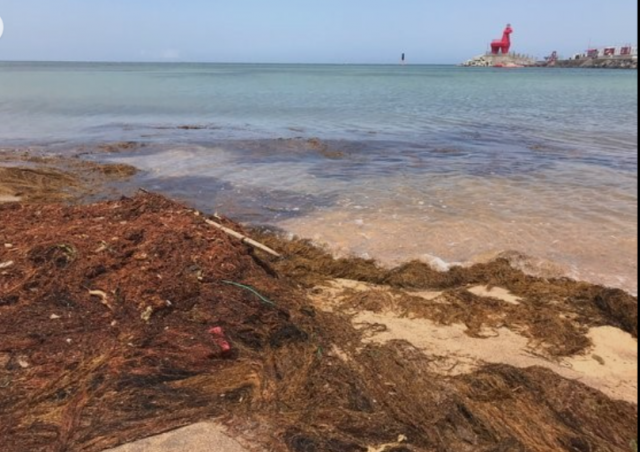 중국에서 떠밀려와 제주도 해안 일대에 쌓여있는 ‘바다의불청객’ 굉생이모자반. 네이버 사진 캡처