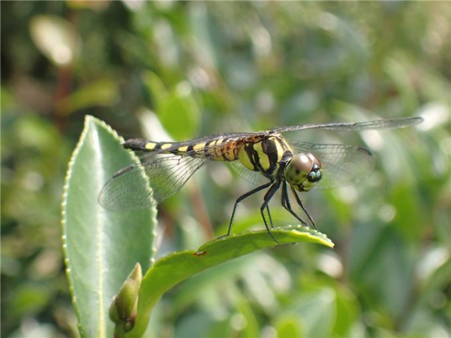 ▲국가기후변화지표종인 ‘남색이마잠자리’