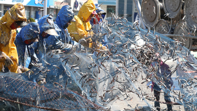 기장 대변항에서 그물의 멸치를 털어내는 어부들.