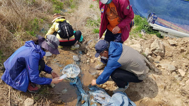 활동가들이 사송신도시 공사 현장 내 고리도롱뇽 등 각종 개구리 유생을 구조하고 있다. 김해양산환경운동연합 제공