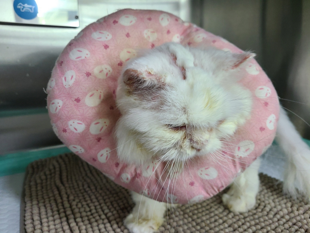 각질로 털이 벗겨졌던 얼굴과 귓등에 새 솜털이 돋아났습니다. 부루가 조금씩 회복해가는 모습입니다. 서유리 기자