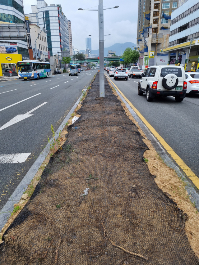 4일 부산 동구 중앙분리대 화단에 있던 나무 수십 그루가 BRT 공사 일환으로 뽑혀있다. 변은샘 기자 iamsam@