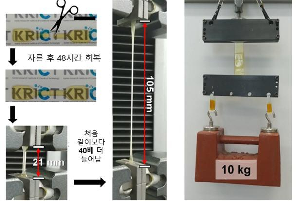 10㎏ 이상 하중도 견뎌내는 자가 치유 신소재. 이 소재를 절단 후 다시 이어붙여도 400% 이상 늘어나고(왼쪽), 10 kg 이상의 하중을 견딘다(오른쪽). 한국화학연구원 제공