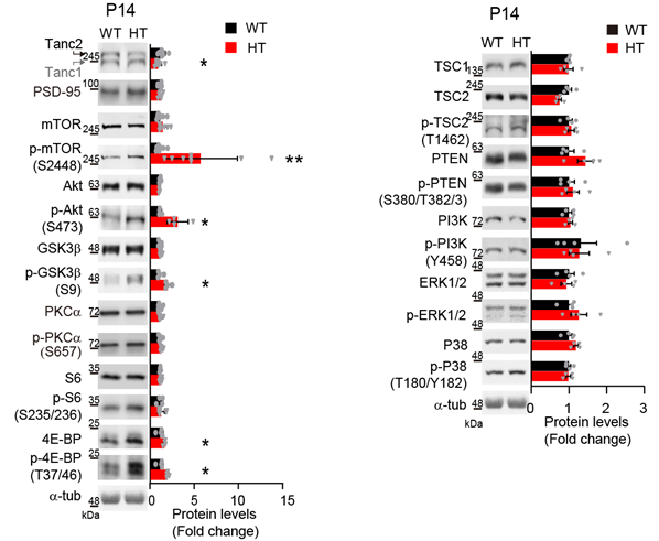 TANC2 결손 생쥐의 대뇌에서 mTOR 신호전달이 활성화됨. 생후 2주령 (Postnatal day 14) 정상 생쥐와 TANC2결손 생쥐의 대뇌 조직에서 mTOR 신호전달 체계에 속한 신호전달 단백질들의 인산화 변화를 비교하였을 때, 특히 mTOR 및 mTOR 하위단계에 있는 단백질들의 활성화(단백질 인산화의 증가)가 관찰되었으며(좌측 패널), 이와 상관 없는 단백질들은(우측 패널) 변화가 없는 것을 확인하였다.IBS 제공