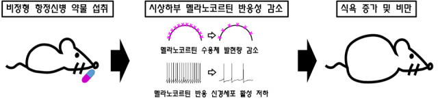 비정형 항정신성 약물에 의한 식욕 증가 및 비만의 기전. KAIST 제공
