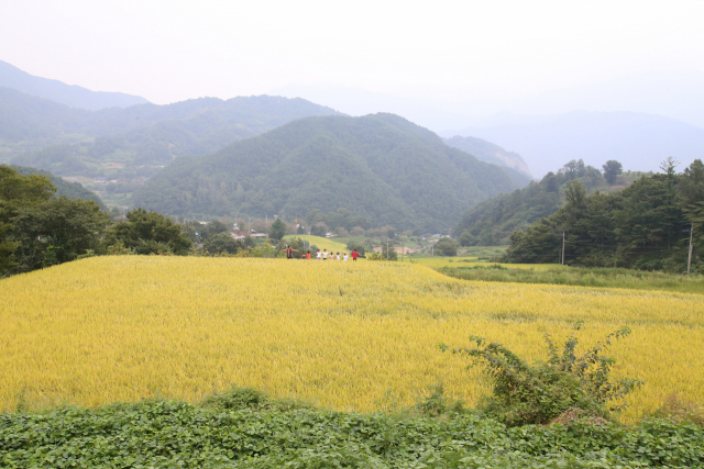 최초로 지정된 국가 숲길인 지리산 둘레길은 총길이가 289km다. 함양군 제공