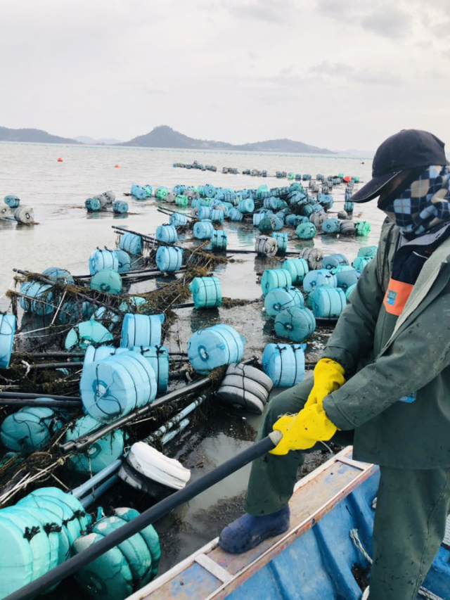 태풍급 강풍이 불어닥쳐 괭생이모자반이 덮친 신안군 안좌면 한 김양식장에서 지난 2월 1일 양식어민이 복구작업을 하고 있다. 연합뉴스