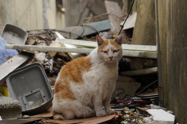 2018년 부산 해운대구 반여 1-1 재개발구역 철거 당시 고양이들의 모습입니다. 최명환 씨 제공