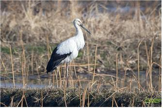 경남 창원시 주남저수지에 서식하는 황새. 경남도 제공