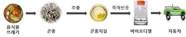 곤충 바이오디젤 합성 과정. 석유관리원 제공