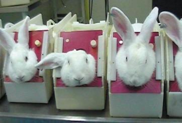 토끼는 화장품 실험에 가장 많이 활용되는 동물입니다. 우리나라는 2015년 화장품 동물 실험을 금지했지만 예외적으로 기능성 제품에 대한 실험은 여전히 이뤄지고 있으며, 수출국이 요구하는 경우엔 허용하고 있습니다. 크루얼티프리인터내셔널