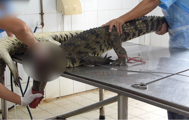 베트남의 한 악어공장에서 가죽을 얻기 위해 악어를 도살하는 장면. 이 공장은 명품 브랜드에 가죽을 공급하는 곳으로 알려져 있습니다. 페타(PETA) 홈페이지