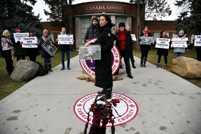 미국 배우 매기큐와 국제동물보호단체 페타(PETA)의 활동가들이 캐나다구스의 코요테 모피 사용을 규탄하는 시위를 벌이고 있다. 페타 홈페이지
