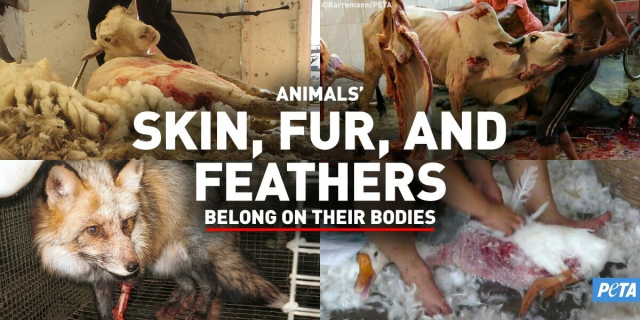 인간의 패션을 위해 소, 여우, 거위, 토끼 등 수많은 동물들이 희생되고 있습니다. 페타(PETA) 홈페이지