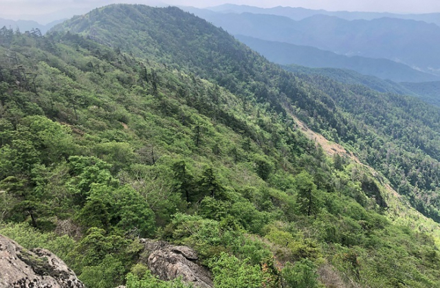 지리산 제석봉의 구상나무. 산림청 제공