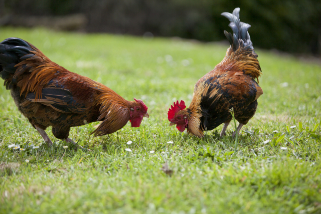 좁은 케이지가 아닌 자연에 풀어놓고 키우는 닭들은 벌레를 잡아 먹고 흙 목욕을 하고 마음껏 날갯짓도 할 수 있어 스트레스로부터 자유롭습니다. 이미지투데이