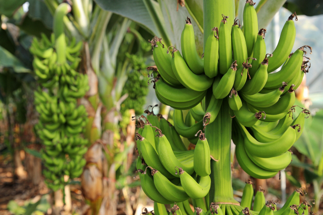 경남 산청 유기농 바나나. 산청군 제공
