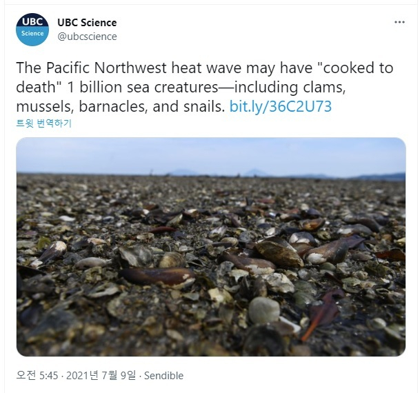 지난 9일 열돔 현상으로 집단 폐사한 조개 사진을 올린 <UBC 사이언스> 트위터 캡처.