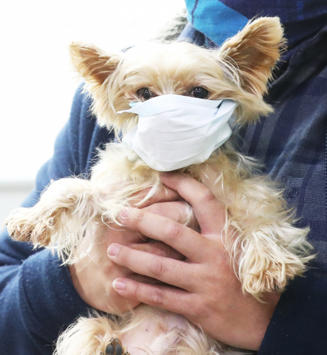 지난해 1월 경기도 평택시 포승읍 평택항국제여객터미널에서 강아지 한 마리가 마스크를 쓰고 주인 품에 안겨 있다. 연합뉴스