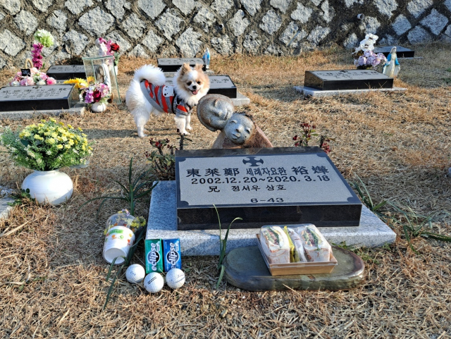 고 정유엽 군의 묘지 사진. 유엽 군 어머니의 지인이 선물한 모자상이 놓여 있다. 뒤쪽의 강아지는 유엽 군이 세상을 떠나고 난 뒤 데리고 온 잼잼이. 정성재 씨 제공