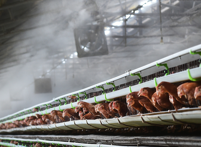 사진은 한 양계장에서 실내 온도를 낮추기 위해 물을 뿌리고 있는 모습. 부산일보DB