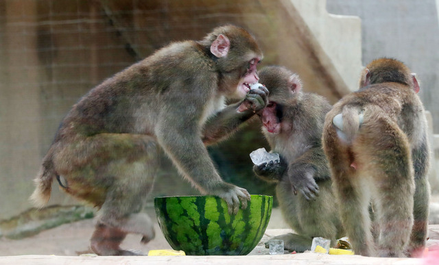 삼정더파크 동물들의 더위 나기. 김경현 기자 view@