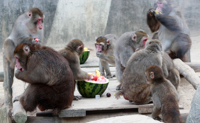 삼정더파크 동물들의 더위 나기. 김경현 기자 view@