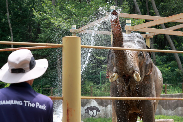 삼정더파크 동물들의 더위 나기. 김경현 기자 view@