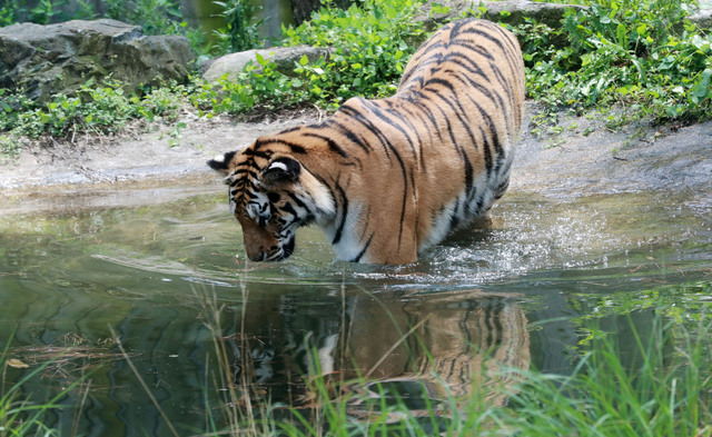 삼정더파크 동물들의 더위 나기. 김경현 기자 view@