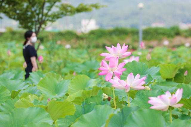 경남 고성생태학습관 옆 연꽃공원에 한여름 햇살을 받아 활짝 핀 연꽃이 고운 자태를 뽐내고 있다. 고성생태학습장은 하수처리장의 방류수를 재활용한 힐링 공간이다. 실내에는 닥터피쉬 체험관, 1급수 담수 생물 수족관, 철갑상어 터널이 있고, 야외에는 연꽃공원과 인공습지가 조성돼 있다. 고성군 제공
