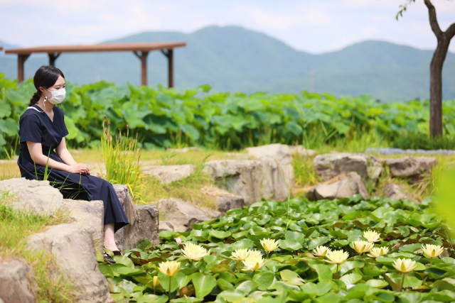 경남 고성생태학습관 옆 연꽃공원에 한여름 햇살을 받아 활짝 핀 연꽃이 고운 자태를 뽐내고 있다. 고성생태학습장은 하수처리장의 방류수를 재활용한 힐링 공간이다. 실내에는 닥터피쉬 체험관, 1급수 담수 생물 수족관, 철갑상어 터널이 있고, 야외에는 연꽃공원과 인공습지가 조성돼 있다. 고성군 제공
