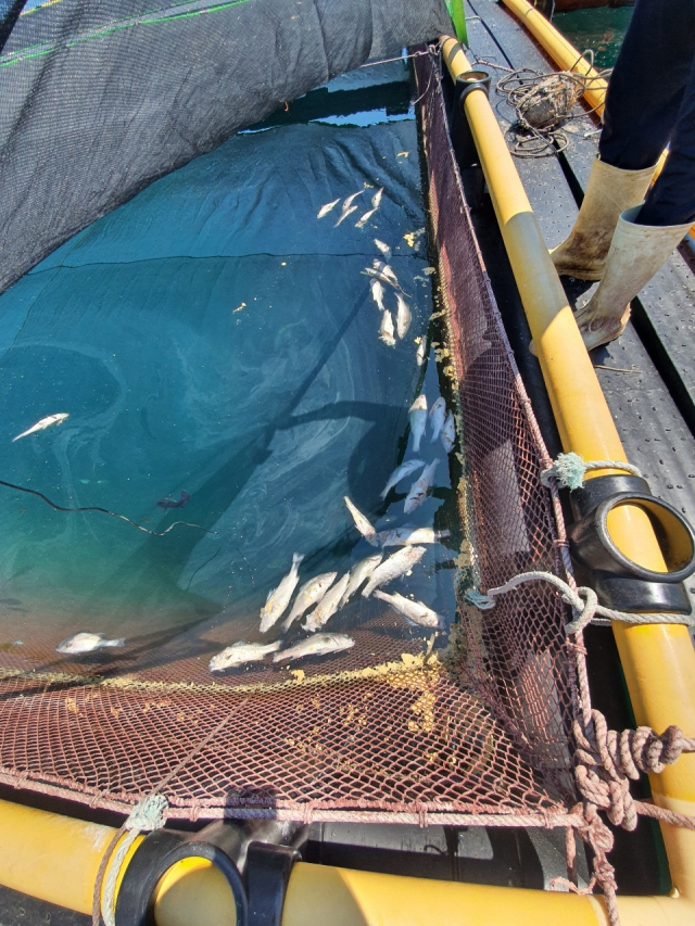 섭씨 30도를 웃도는 고수온에 양식장 물고기가 떼죽음한 통영의 한 해상 가두리 양식장. 통영시 제공