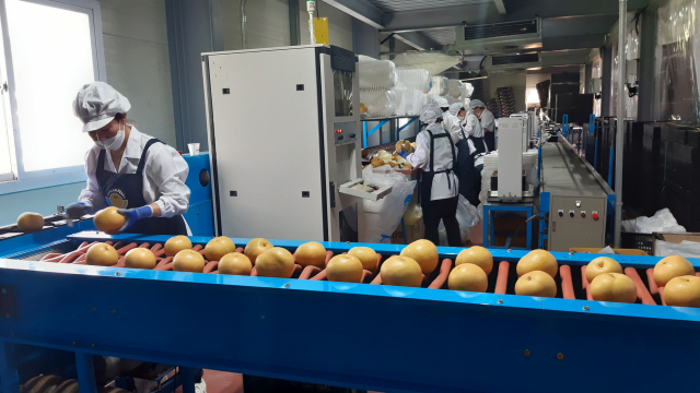 진주시 문산읍 한국배영농조합 선별장에서 뉴질랜드 수출용 진주배를 선별하는 모습. 진주시 제공