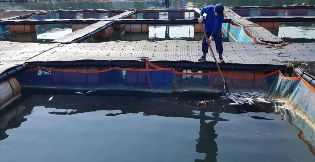이달 초 숭어 1만 5000마리가 집단 폐사한 한산도 인근 양식장에서 어민이 폐사체를 수거하고 있다. 부산일보 DB