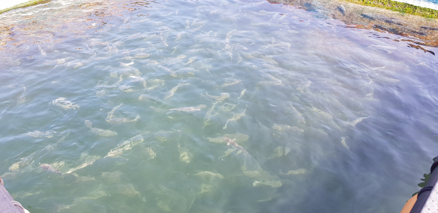 올여름 고수온에 숭어 1만 5000마리가 집단 폐사한 한산도 인근 양식장. 김민진 기자