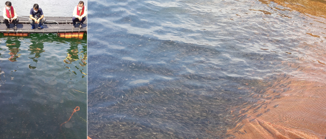 경남 남해안 어류 양식업계의 여름나기가 힘겹다. 역대급 폭염에 바다도 덩달아 끓어오르면서 양식 물고기 떼죽음이 잇따르고 있다. 겨우 살아남은 물고기도 지칠 대로 지친 데다, 후유증이 오래가는 고수온 특성상 폐사는 당분간 계속될 전망이라 어민 시름도 깊어지고 있다. 한산도 앞바다에 있는 한 양식장에서 폐사가 우려되는 말쥐치 치어 10만 마리를 미리 방류하고 있다. 김민진 기자