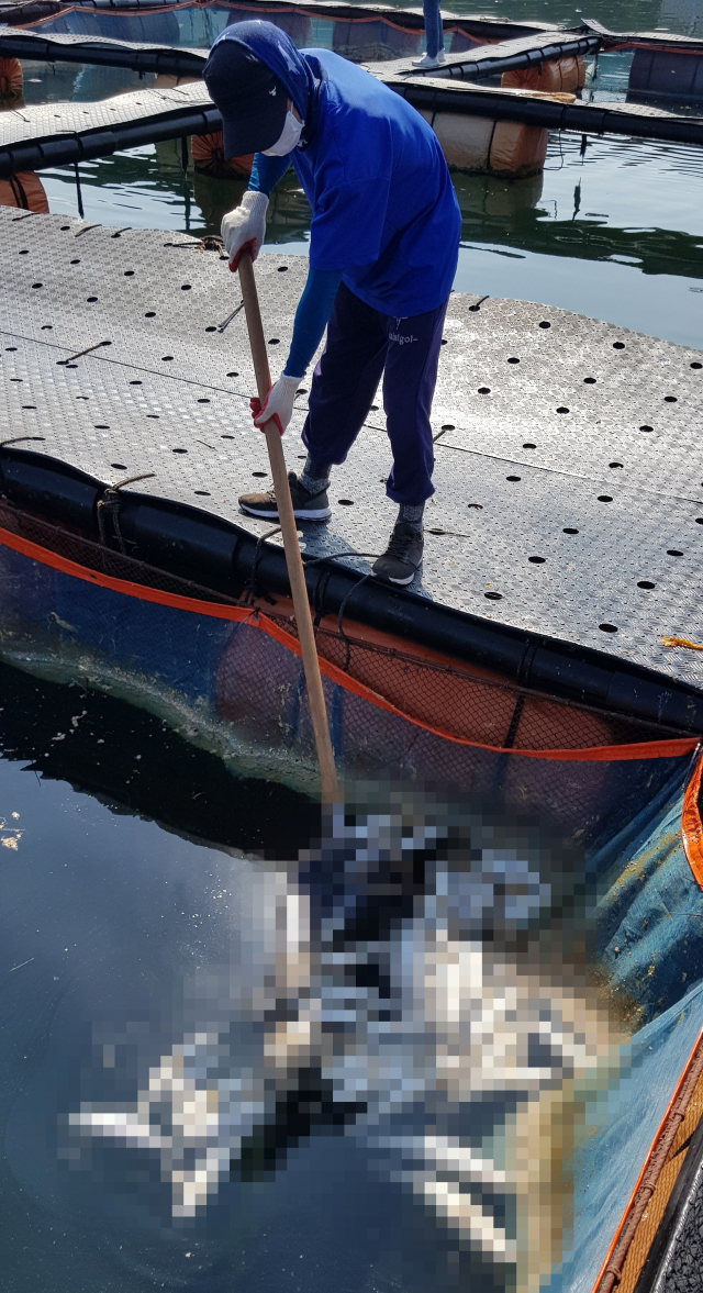 최근 며칠 사이 숭어 1만 5000마리가 집단 폐사한 한산도 인근 양식장에서 어민이 폐사체를 수거하고 있다. 김민진 기자