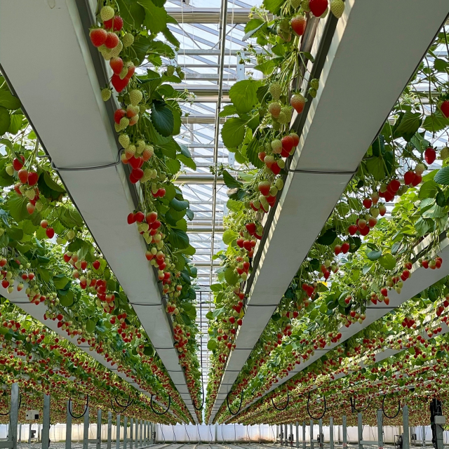 코트라(KOTRA)는 19일 국내기업 A사와 호주 파트너 B사의 호주 스마트팜 진출을 위한 업무협약 체결식을 온라인으로 연다. 이번 업무협약 참가기업 A사의 국내 딸기 스마트팜 전경. 코트라 제공