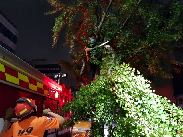 강풍에 부산 곳곳이 피해를 입었다. 부산소방재난본부 제공