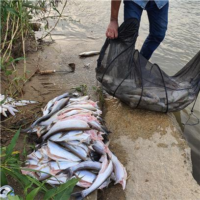 22일 양산천 교리보에서 잡힌 강준치. 독자 제공