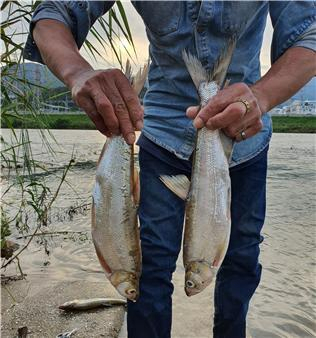 양산천에서 잡힌 50cm 크기 강준치. 독자 제공