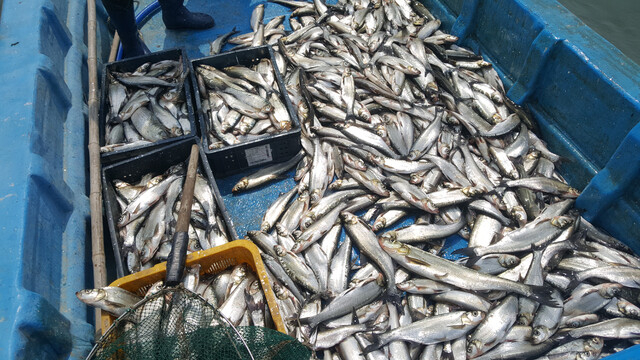 2017년 여름 낙동강에서 무더기로 잡힌 강준치. 부산일보DB