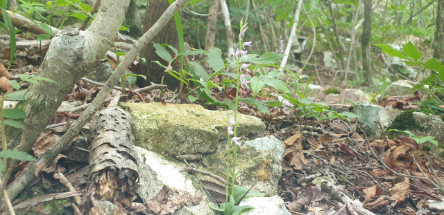 울산 신불산에서 개화한 구름병아리난초. 울산시 제공