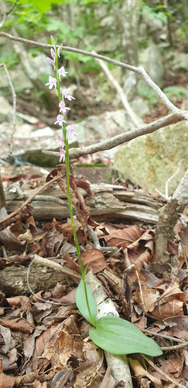 울산 신불산에서 개화한 구름병아리난초. 울산시 제공