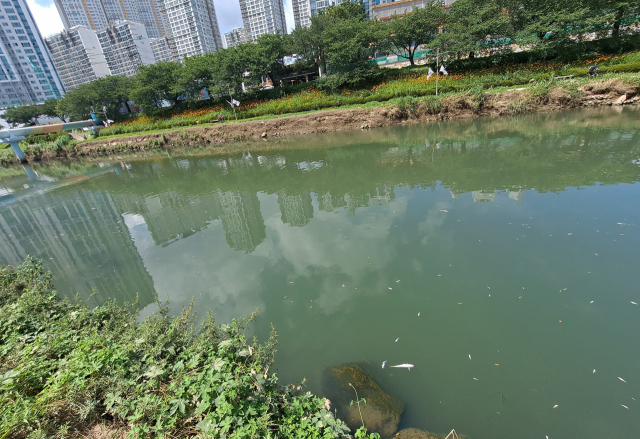 지난 7월 부산 동래구 온천천 수연교 인근에서 폐사한 물고기 수백 마리가 발견됐다. 부산시 제공